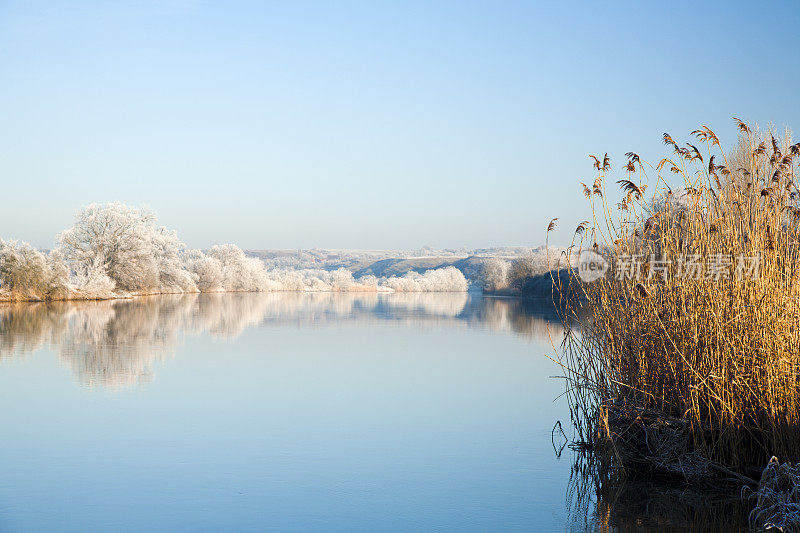 《Frozen Winter Landscape》中河边的芦苇